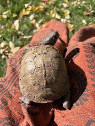 Lost Female Reptile last seen Missisippi and Harlan, Lakewood, CO 80232