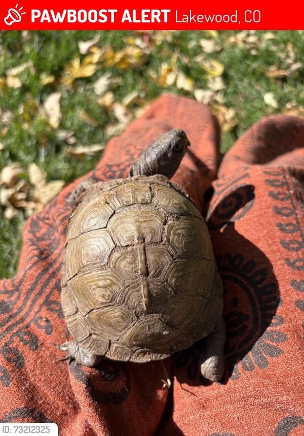 Lost Female Reptile last seen Missisippi and Harlan, Lakewood, CO 80232