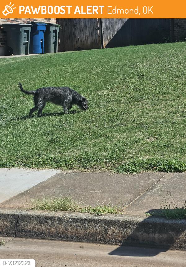 Found/Stray Unknown Dog last seen On Greenfield Drive between Creston Way and Aspen Trail, Edmond, OK 73012