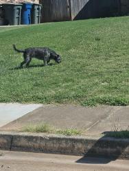 Found/Stray Unknown Dog last seen On Greenfield Drive between Creston Way and Aspen Trail, Edmond, OK 73012