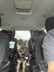 Found/Stray Unknown Dog last seen Michigan Street and Linwood Street, Indianapolis, IN 46201