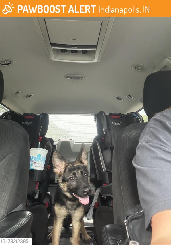 Found/Stray Unknown Dog last seen Michigan Street and Linwood Street, Indianapolis, IN 46201