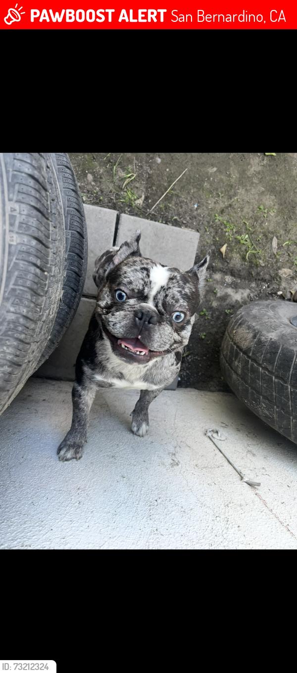 Lost Male Dog last seen Allen st and mill st, San Bernardino, CA 92408