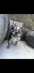 Lost Male Dog last seen Allen st and mill st, San Bernardino, CA 92408