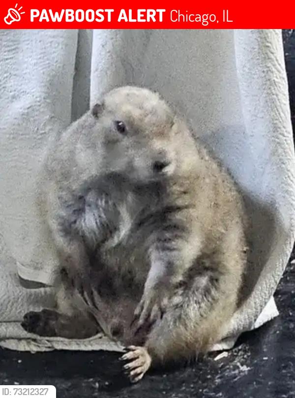 Lost Female Other last seen Springfield and cullom, Chicago, IL 60602