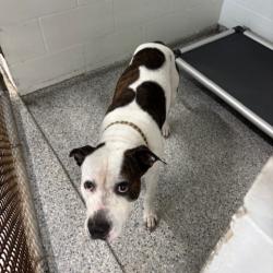 Reunited Male Dog last seen Port St. Lucie, Port St. Lucie, FL 34986