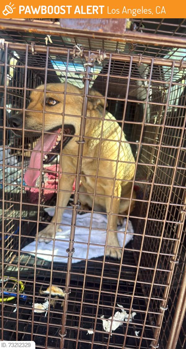 Found/Stray Female Dog last seen Owensmouth and Michale st, Los Angeles, CA 91304