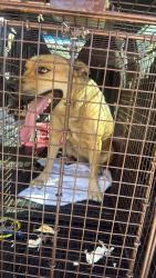 Found/Stray Female Dog last seen Owensmouth and Michale st, Los Angeles, CA 91304