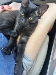 Found/Stray Male Cat last seen Asian garden mall, Westminster, CA 92683