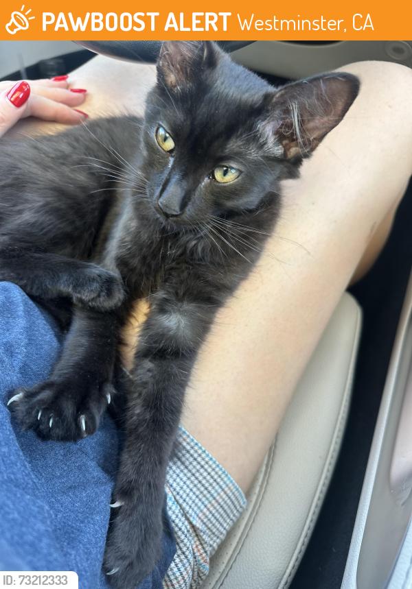 Found/Stray Male Cat last seen Asian garden mall, Westminster, CA 92683