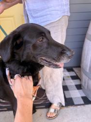 Reunited Male Dog last seen Near N Washington St, Tacoma, WA 98406, USA, Tacoma, WA 98406