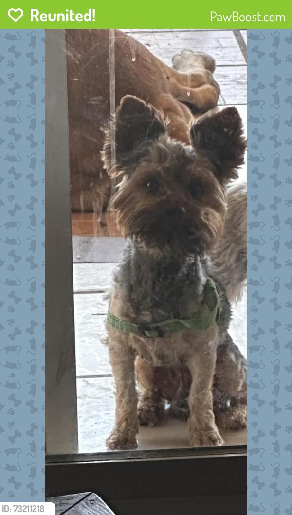 Reunited Male Dog last seen Farview /trask, Santa Ana, CA 92704