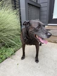 Found/Stray Male Dog last seen Stokers ln, Nashville, TN 37218
