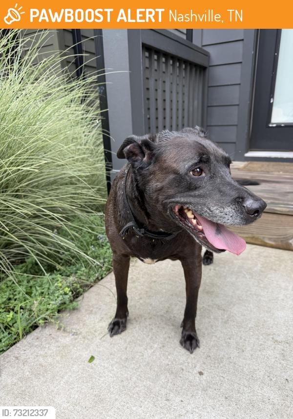 Found/Stray Male Dog last seen Stokers ln, Nashville, TN 37218