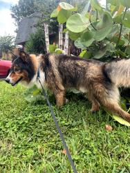 Reunited Male Dog last seen cedar dunes neighborhood, New Smyrna Beach, FL 32169