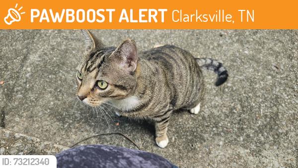 Found/Stray Male Cat last seen Old Ashland City Rd, Clarksville, TN 37043