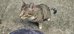 Found/Stray Male Cat last seen Old Ashland City Rd, Clarksville, TN 37043