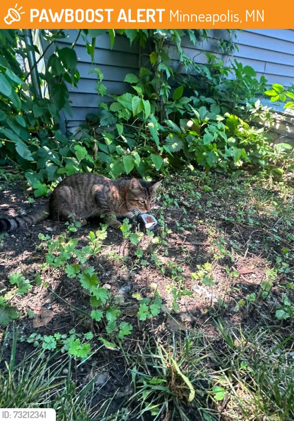 Found/Stray Female Cat last seen E 25 st and Portland ave, Minneapolis, MN 55408