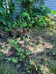 Found/Stray Female Cat last seen E 25 st and Portland ave, Minneapolis, MN 55408