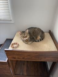 Lost Female Cat last seen Westlawn Dr and Barrett Road, Falls Church, VA 22042