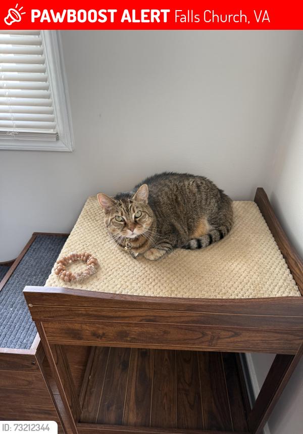Lost Female Cat last seen Westlawn Dr and Barrett Road, Falls Church, VA 22042