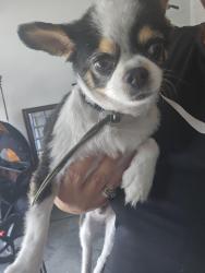 Reunited Male Dog last seen Andrew jackson court housing, Pensacola Station, FL 32508