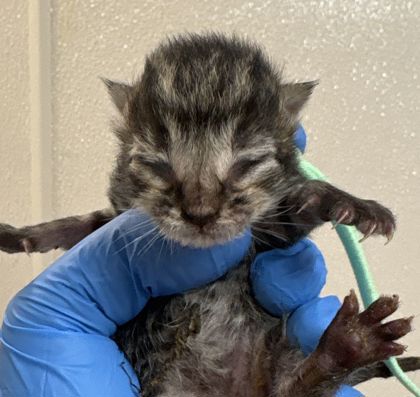 Shelter Stray Unknown Cat last seen Lincoln Ave and Texas Ave, City of College Station, TX, 5359 Leonard Rd, Bryan, TX 77807, USA
