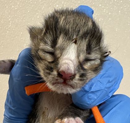 Shelter Stray Female Cat last seen Lincoln Ave and Texas Ave, City of College Station, TX, 5359 Leonard Rd, Bryan, TX 77807, USA