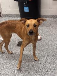 Shelter Stray Female Dog last seen Near Clinton Hwy, Knox County GP, TN, 3201 Division St, Knoxville, TN 37919, USA