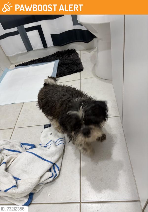 Found/Stray Male Dog last seen Richmond Heights, Richmond Heights, FL 33176