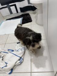 Found/Stray Male Dog last seen Richmond Heights, Richmond Heights, FL 33176