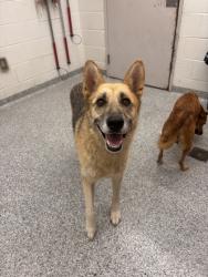 Shelter Stray Female Dog last seen Near Clinton Hwy, Knox County GP, TN, 3201 Division St, Knoxville, TN 37919, USA