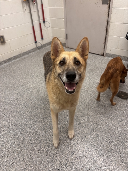 Shelter Stray Female Dog last seen Near Clinton Hwy, Knox County GP, TN, 3201 Division St, Knoxville, TN 37919, USA