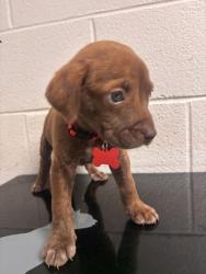 Shelter Stray Male Dog last seen Near w. kingsgate rd, Knox County GP, TN, 3201 Division St, Knoxville, TN 37919, USA