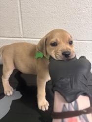 Shelter Stray Male Dog last seen Near w. kingsgate rd, Knox County GP, TN, 3201 Division St, Knoxville, TN 37919, USA