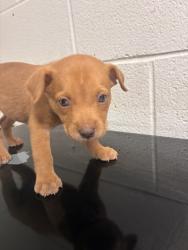 Shelter Stray Female Dog last seen Near w. kingsgate rd, Knox County GP, TN, 3201 Division St, Knoxville, TN 37919, USA
