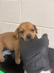 Shelter Stray Female Dog last seen Near w. kingsgate rd, Knox County GP, TN, 3201 Division St, Knoxville, TN 37919, USA