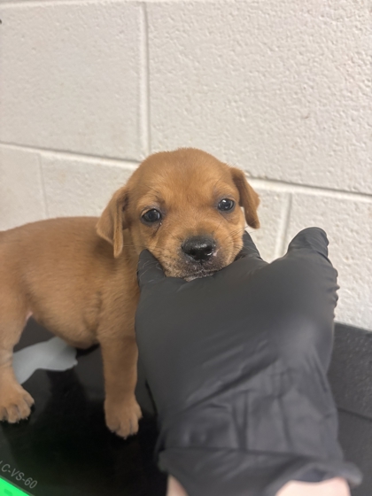 Shelter Stray Female Dog last seen Near w. kingsgate rd, Knox County GP, TN, 3201 Division St, Knoxville, TN 37919, USA