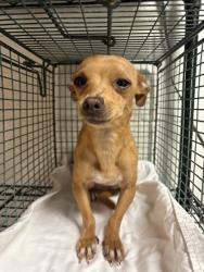 Shelter Stray Female Dog last seen Near virginia ave, Knox County GP, TN, 3201 Division St, Knoxville, TN 37919, USA