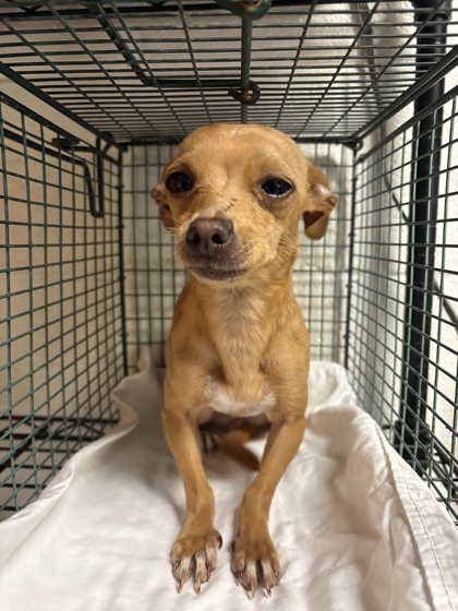 Shelter Stray Female Dog last seen Near virginia ave, Knox County GP, TN, 3201 Division St, Knoxville, TN 37919, USA