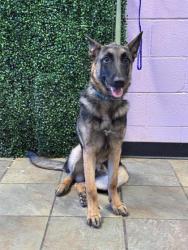 Shelter Stray Female Dog last seen Near ISLA DEL REY DR, EL PASO, TX, 79912, CITY of El Paso, TX, 5001 Fred Wilson Ave, El Paso, TX 79906, USA