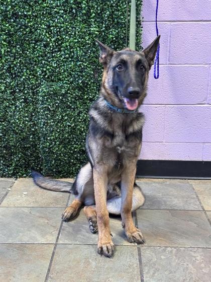 Shelter Stray Female Dog last seen Near ISLA DEL REY DR, EL PASO, TX, 79912, CITY of El Paso, TX, 5001 Fred Wilson Ave, El Paso, TX 79906, USA