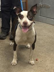 Shelter Stray Female Dog last seen Near E 123, 4th District, OH, 9203 Detroit Ave, Cleveland, OH 44102, USA