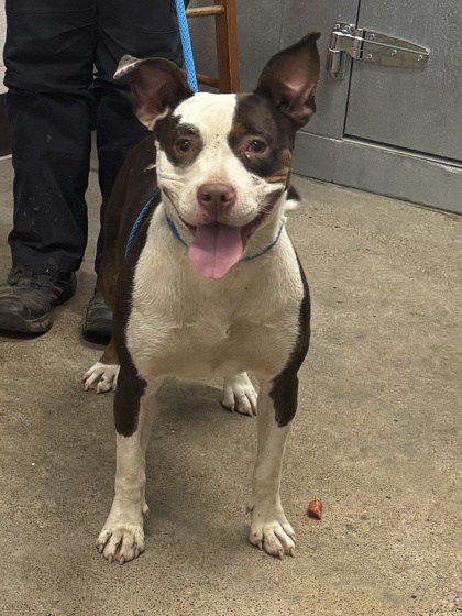 Shelter Stray Female Dog last seen Near E 123, 4th District, OH, 9203 Detroit Ave, Cleveland, OH 44102, USA