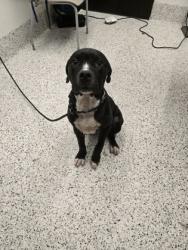 Shelter Stray Male Dog last seen Near WELCH ST, Atlanta,, 1251 Fulton Industrial Blvd NW, Atlanta, GA 30336, USA