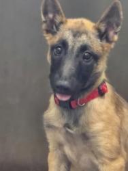 Shelter Stray Female Dog last seen Douglas Blvd & Park DR, Roseville City, CA, 200 Tahoe Ave, Roseville, CA 95678, USA