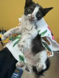 Shelter Stray Male Cat last seen Near and LBJ, 75150, TX, 1650 Gross Rd, Mesquite, TX 75149, USA