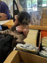 Shelter Stray Female Cat last seen Near Motley, 75150, TX, 1650 Gross Rd, Mesquite, TX 75149, USA