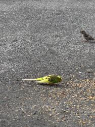 Found/Stray Unknown Bird last seen Forge springs rd, King of Prussia, PA 19406