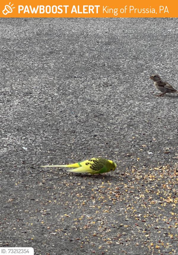 Found/Stray Unknown Bird last seen Forge springs rd, King of Prussia, PA 19406